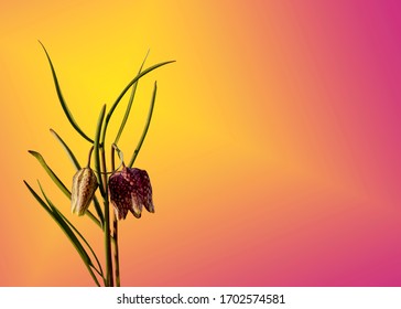 A Chequered Lily On A Yellow Pink Background.