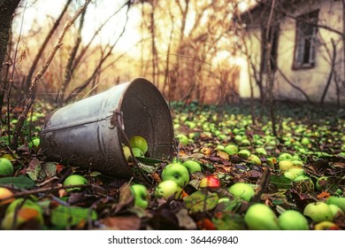 Chernobyl, in the autumn. On fallen leaves lying rotten bucket and a lot of green apples. Harvest of apples that no one collects. The tragedy of the disaster at the nuclear power plant.