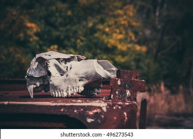 Chernobyl Exclusion Zone. Cow Skull At Kopachi Village.