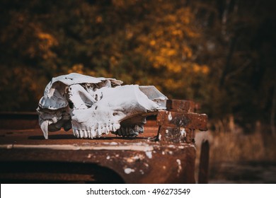 Chernobyl Exclusion Zone. Cow Skull At Kopachi Village.