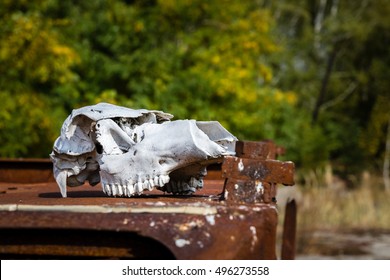 Chernobyl Exclusion Zone. Cow Skull At Kopachi Village.