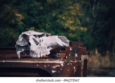 Chernobyl Exclusion Zone. Cow Skull At Kopachi Village.