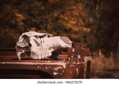 Chernobyl Exclusion Zone. Cow Skull At Kopachi Village.