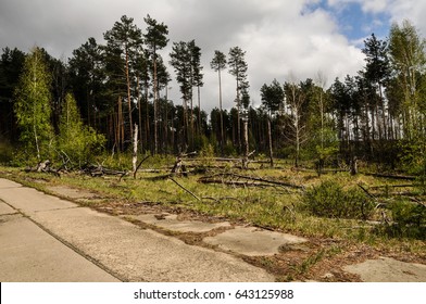 Chernobyl Forest And Abandoned Beton Road