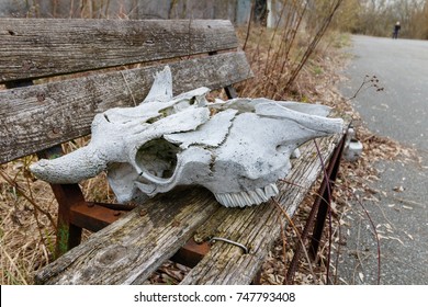 Chernobyl, UKRAINE - APR 5, 2017: Skull Of A Wild Animal During Press Tour To Chernobyl Zone