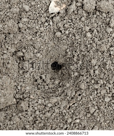 Chernozem soil, fine fraction, texture. Spider hole. Anthill