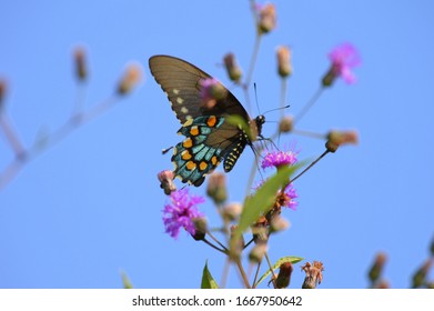 Cherokee NC And Butterfly Season