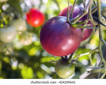 Cherokee Purple Cherry Tomatoes Ripen On The Vine With Other Heirloom Varieties In Background 