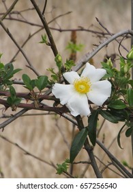 Cherokee Rose Flower