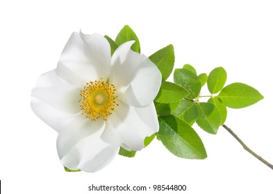 Cherokee Rose Flower Isolated On White