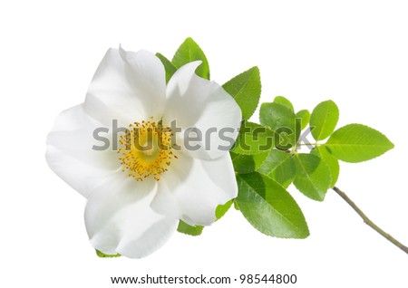 Cherokee Rose flower isolated on white