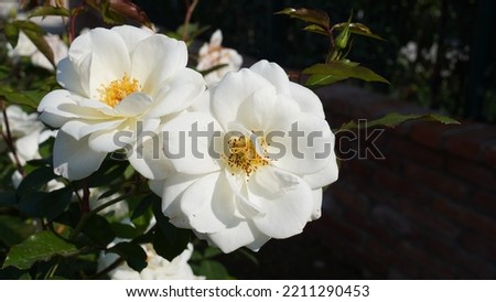 Cherokee rose (Rosa laevigata), cultivated white rose in the garden. Autumn season