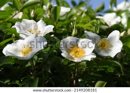 Cherokee rose (Rosa laevigata) flowers. Rosaceae evergreen vine shrub. Five-petaled white flowers bloom from April to May. Fruits are herbal medicines.