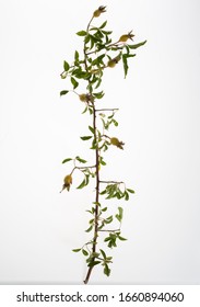 Cherokee Rose (Rosa Laevigata) Vine With Hips, Isolated On White From Above