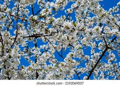 Cherries Are Among The First Fruits Of The Season