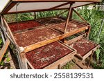 cherries beans dying traditional on sieves at the coffee plantation.