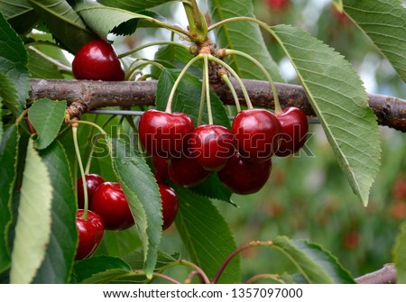 Cherries before harvest in Valais, Switzerland