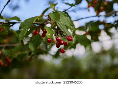 Cherries. cherry tree with fruits on its branches