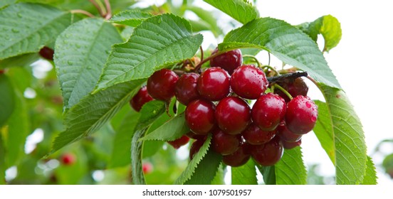 Cherries hanging on a cherry tree branch. - Powered by Shutterstock