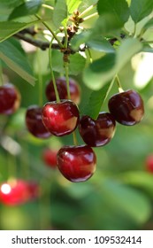 Cherries Hanging On A Cherry Tree Branch