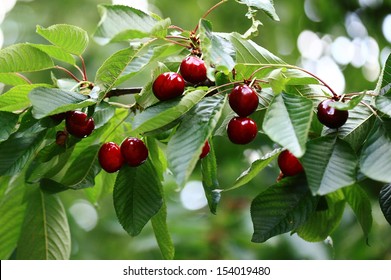 Cherries Hanging On A Cherry Tree Branch