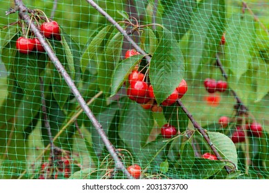 Cherries on the tree with protective netting to keep birds, protection of harvest in the garden
