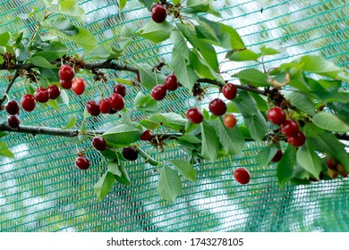 Arbre Fruitier Images Stock Photos Vectors Shutterstock