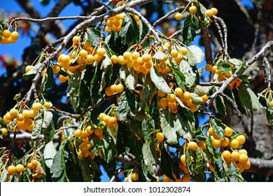 Cherries ripening on a tree in the Monchique mountains, Monchique, Algarve, Portugal, Europe.