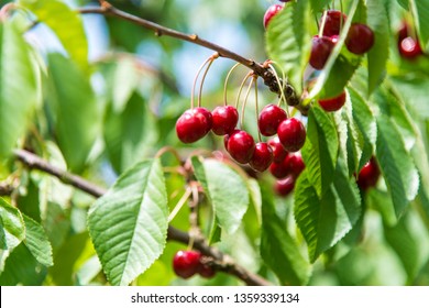 Cherries in tree