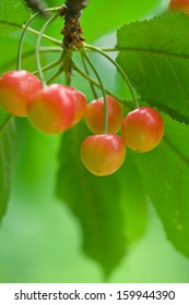 Cherry 