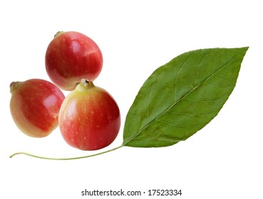Cherry apple and leaf isolated on white