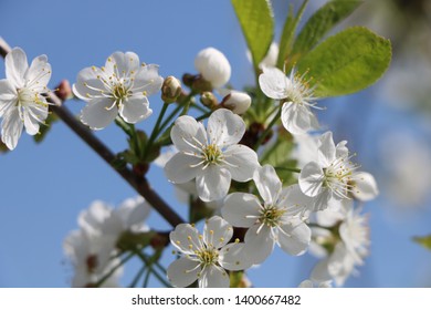 Cherry  and Apple Tree flowers