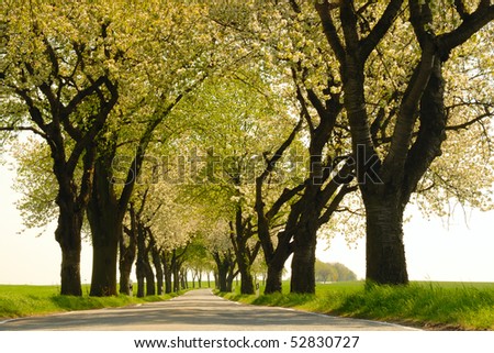 Similar – Image, Stock Photo Frog perspective | cherry blossoms against blue sky | wonderfully spring-like.