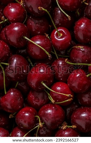 Cherry background.Close up of a bunch of bright red cherries shot from above. Cherry with drops. Food background.