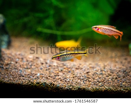 cherry barb (Puntius titteya) isolated on a fish tank with blurred background