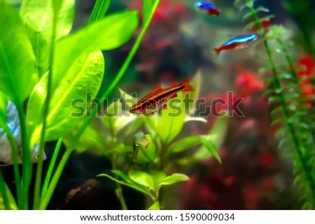 The cherry barb (Puntius titteya) - a tropical freshwater fish