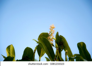 Cherry Bayberry Bush Flower