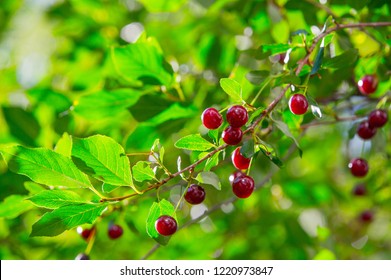 Cherry berry on the branches of a tree. a small, round stone fruit that is typically bright or dark red. - Shutterstock ID 1220973847