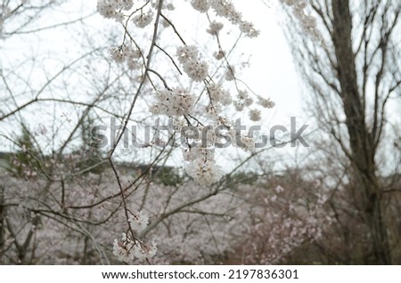 cherry bloom spring natural tree