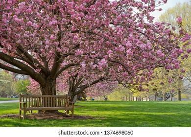 Cherry Blooming At Bryn Mawr College