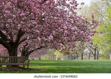 Cherry Blooming At Bryn Mawr College