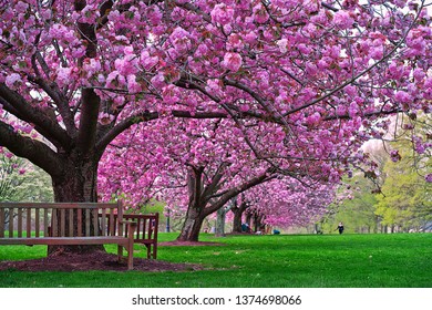 Cherry Blooming At Bryn Mawr College