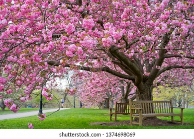 Cherry Blooming At Bryn Mawr College