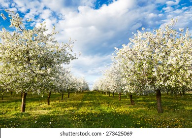 Cherry blooming orchard with dandelions in spring