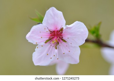 
the Cherry Blossom