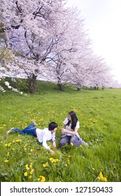Cherry blossom