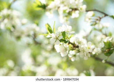 Cherry blossom  - Shutterstock ID 189847034