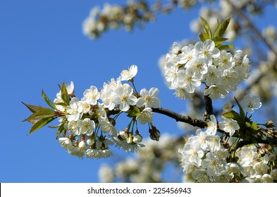 359 Bing cherry tree Stock Photos, Images & Photography | Shutterstock