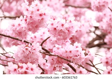 Cherry blossom - Shutterstock ID 603361763