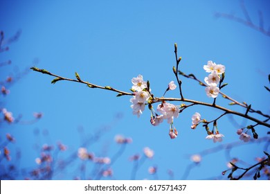cherry blossom - Shutterstock ID 617571437